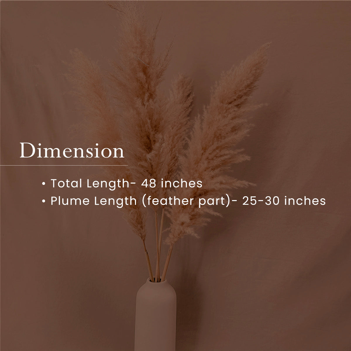 Preserved Pampas Grass| 5 Stems