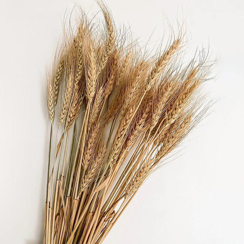 Dried Wheat Stems | Set of 25