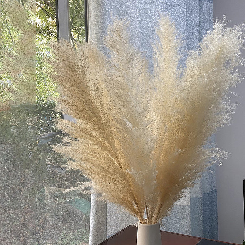 Preserved Pampas Grass| 5 Stems