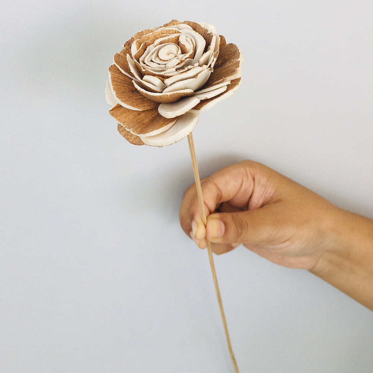 Dried Sola Flowers | Set of 5