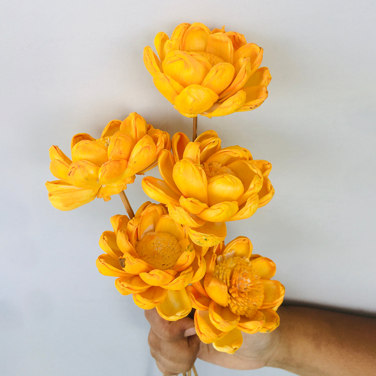 Dried Sola Flowers | Set of 5