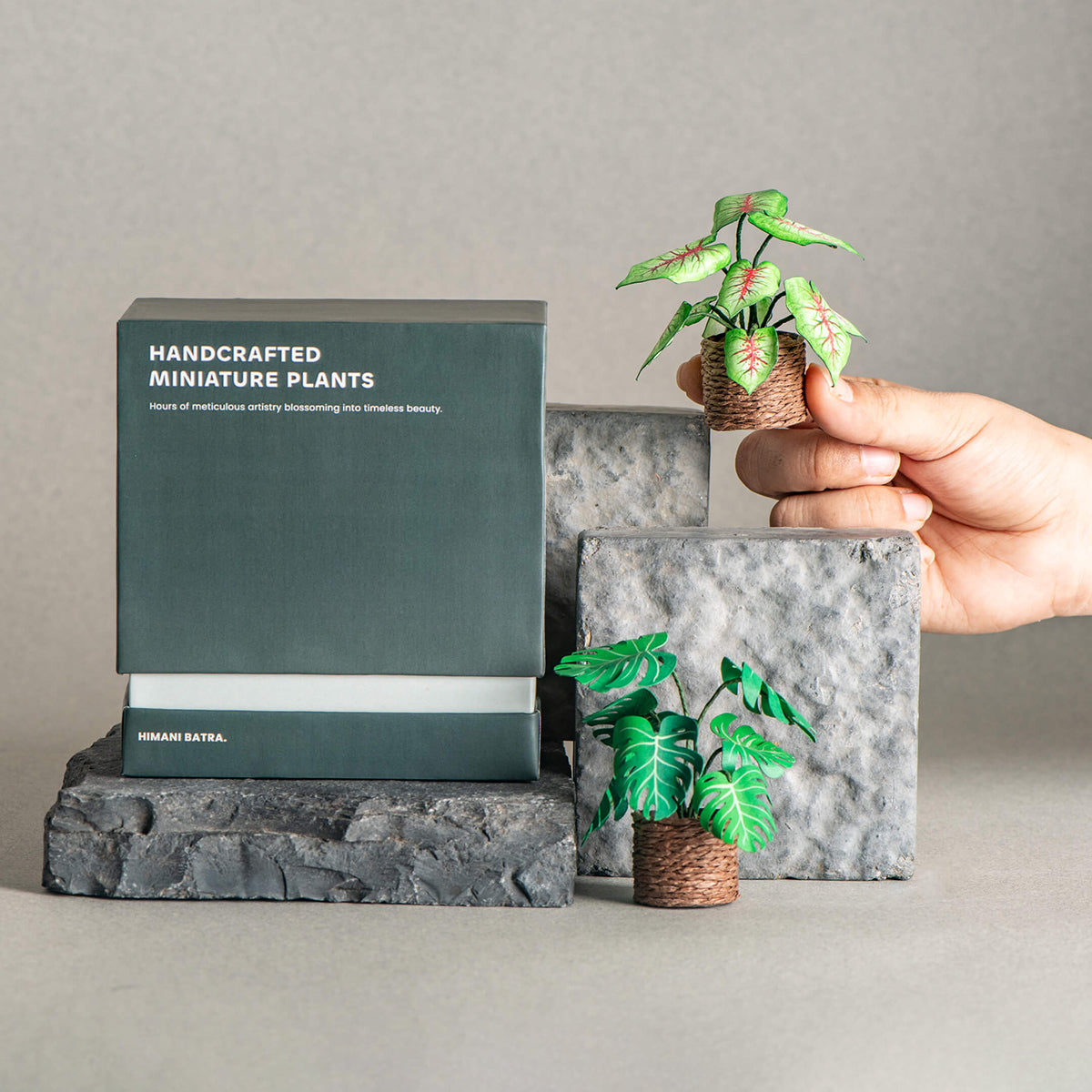 Caladium & Monstera | Set of 2 | Miniature Paper Plant