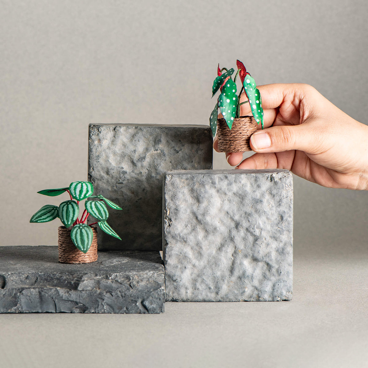 Polka Dot Begonia & Watermelon Peperomia | Set of 2 | Miniature Paper Plant