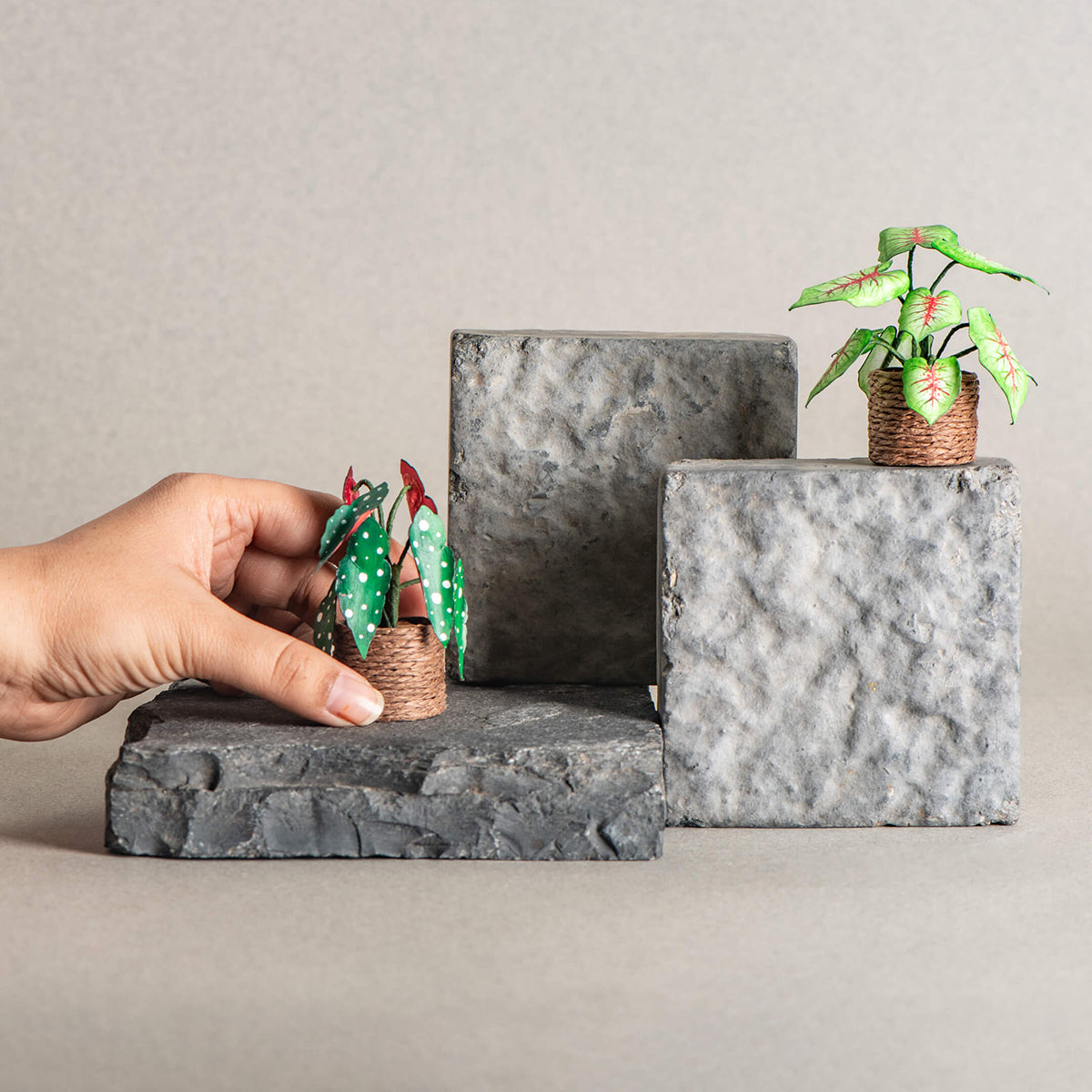 Caladium & Polka Dot Begonia | Set of 2 | Miniature Paper Plant