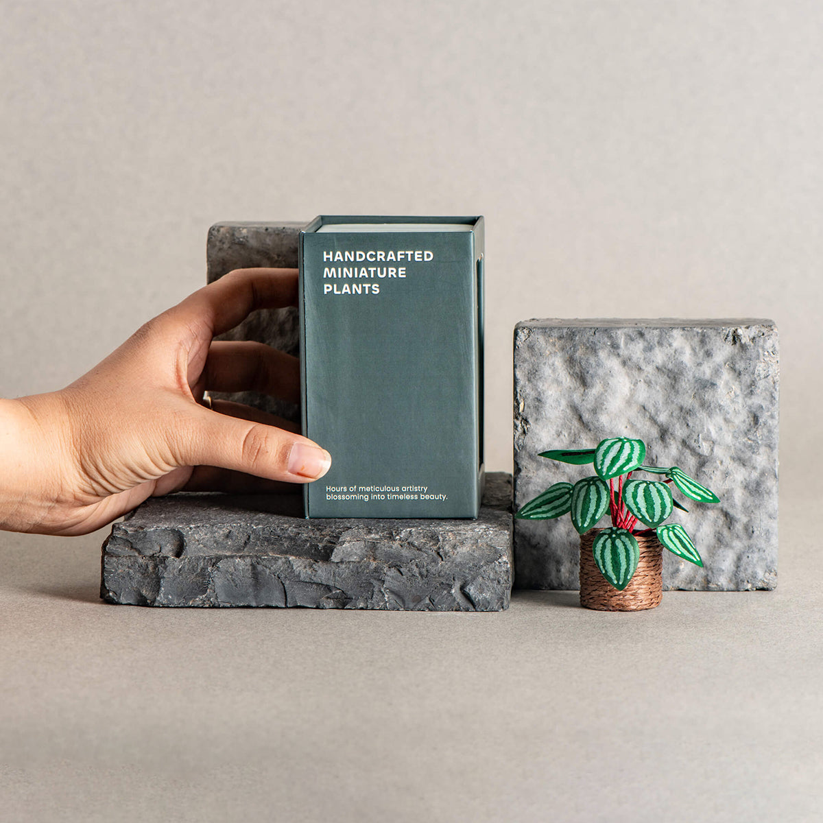 Watermelon Peperomia | Miniature Paper Plant