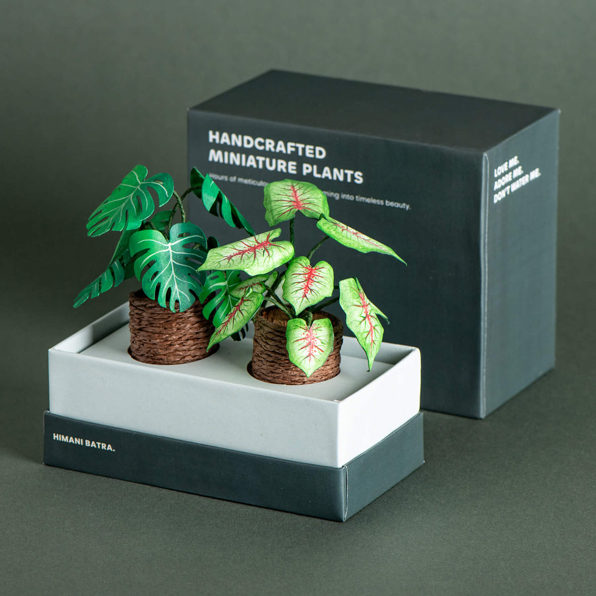 Caladium & Monstera | Set of 2 | Miniature Paper Plant