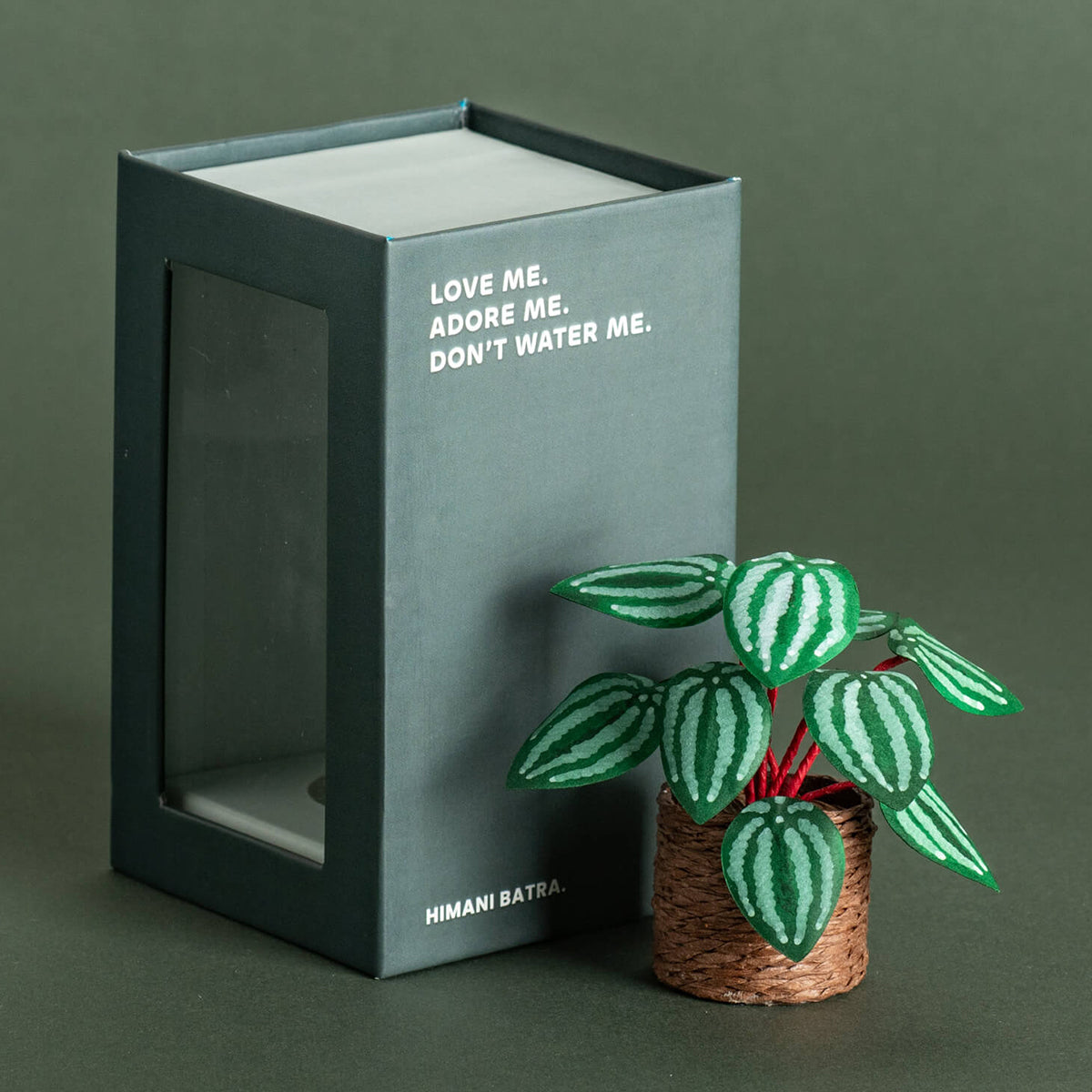 Watermelon Peperomia | Miniature Paper Plant