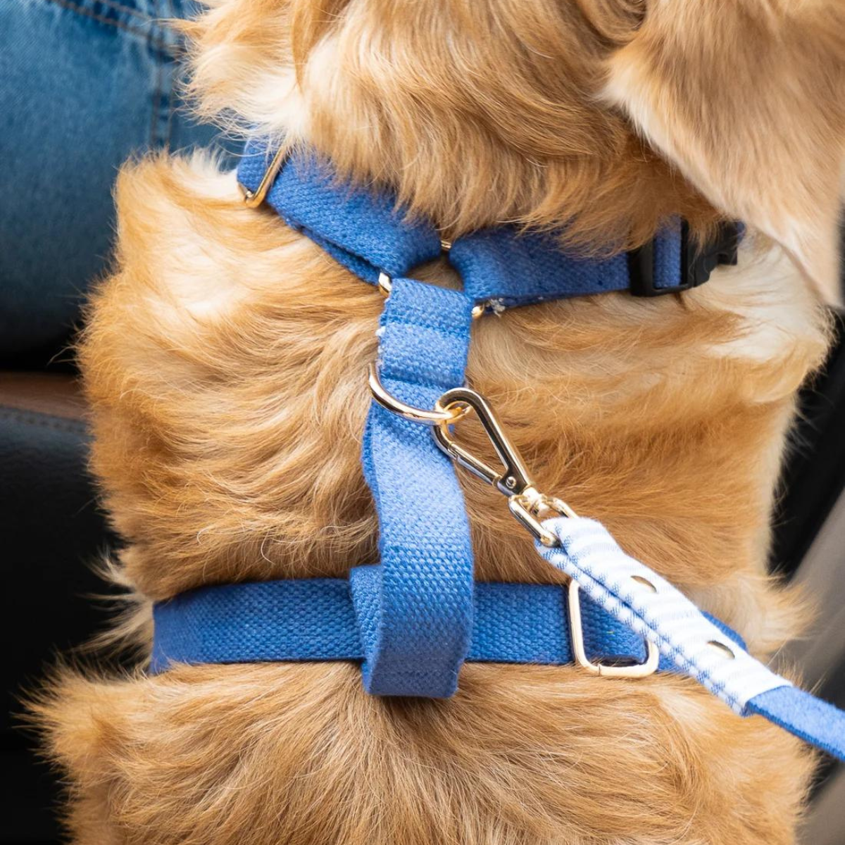 Dog Harness & Leash Set