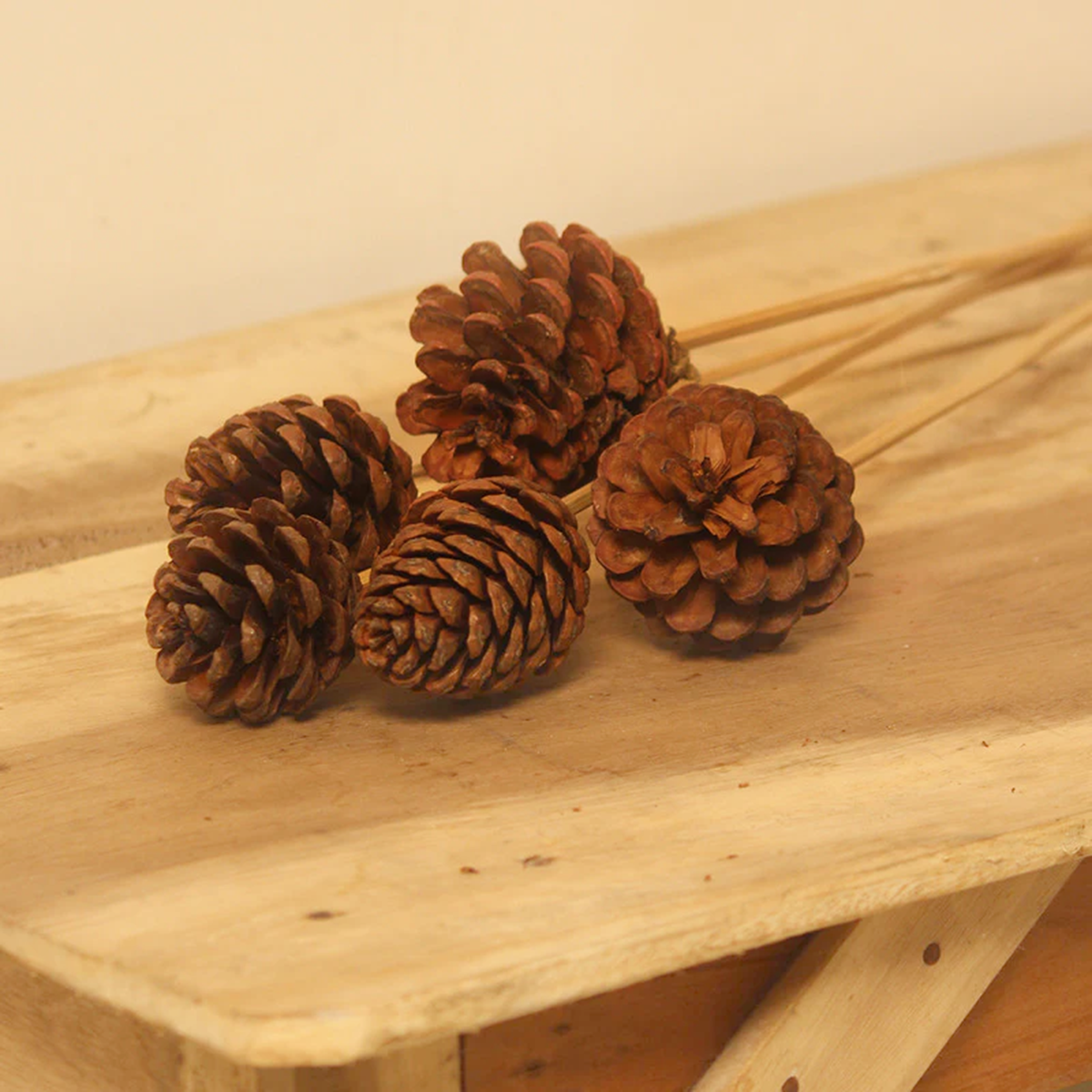 Dried Pine Cone | Set of 6