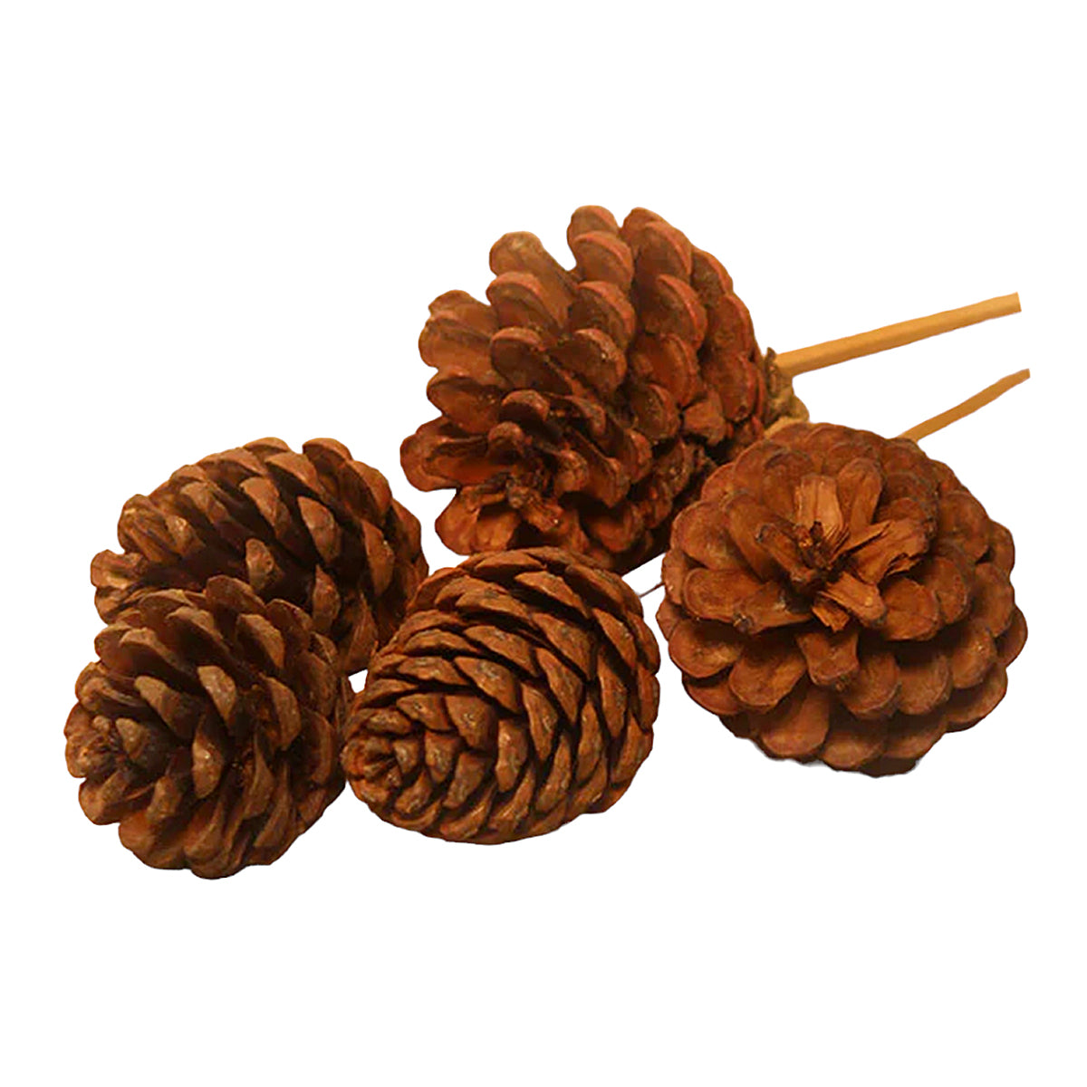 Dried Pine Cone | Set of 6