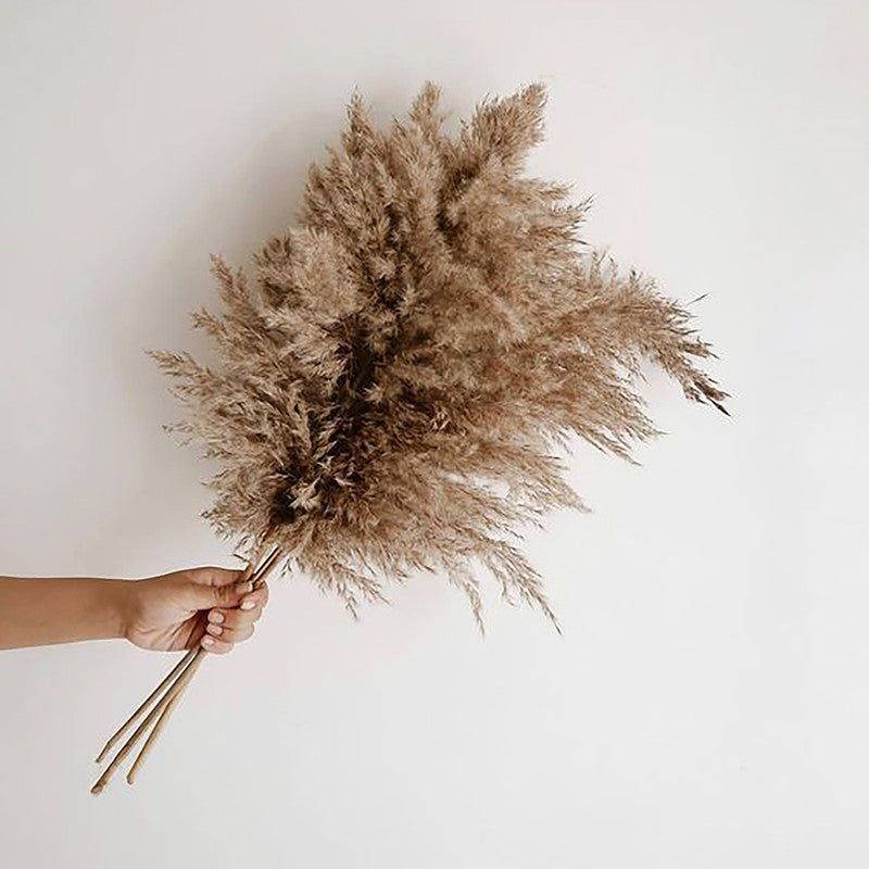 Preserved Pampas Grass | 10 Stems