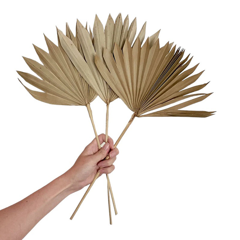 Dried Palm Leaf | 10 Stems