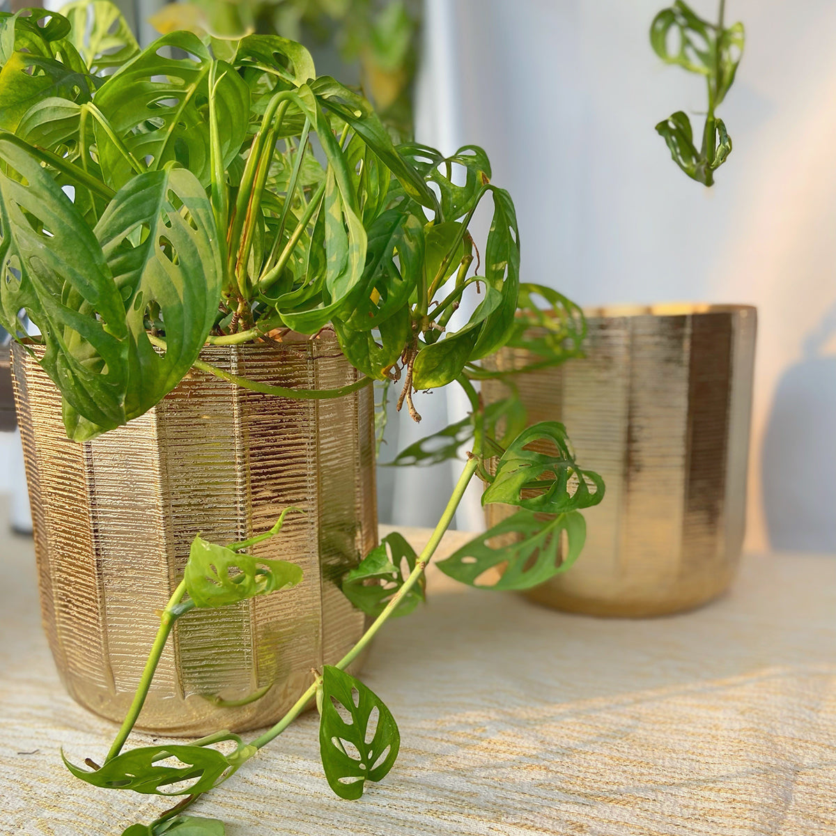 Metal Planter Pot | Textured | Gold | 8 inches