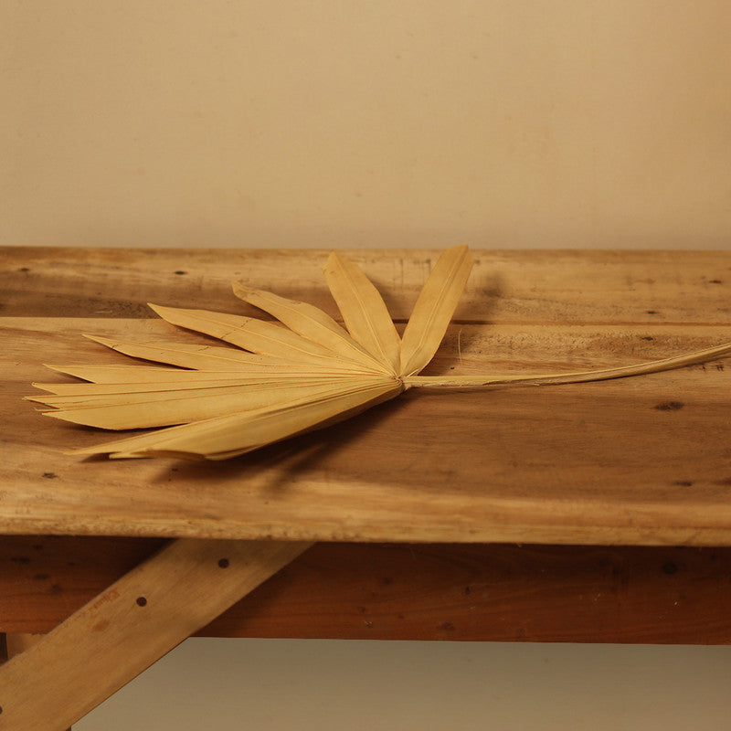 Dried Palm Leaf | Set of 5