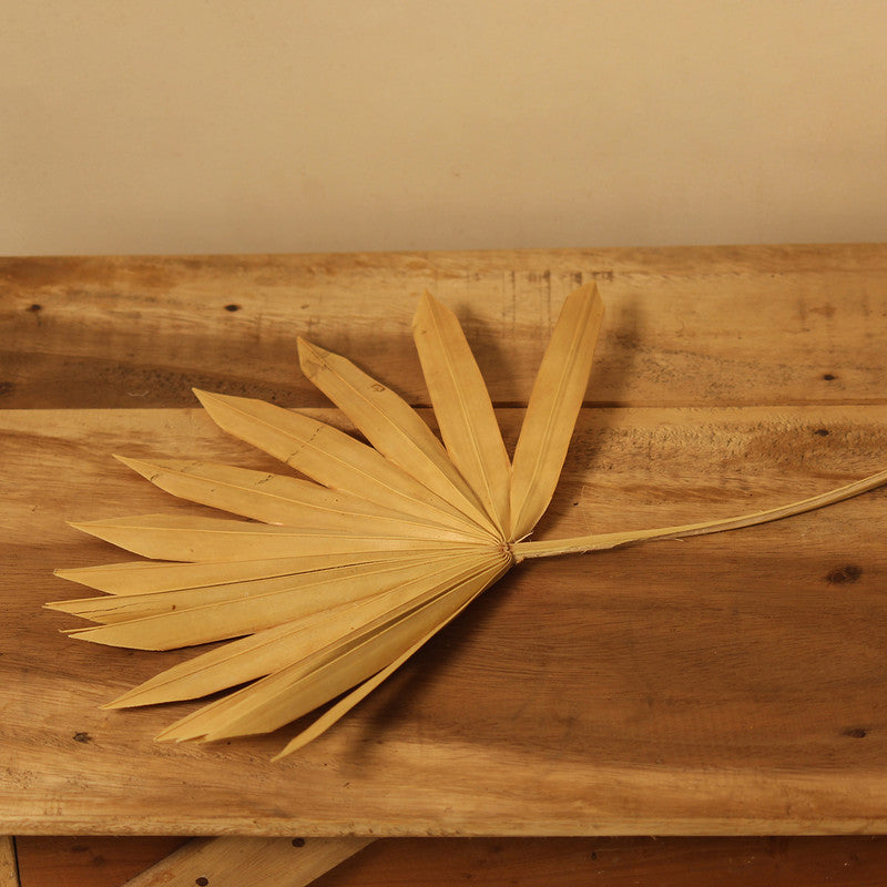 Dried Palm Leaf | Set of 5