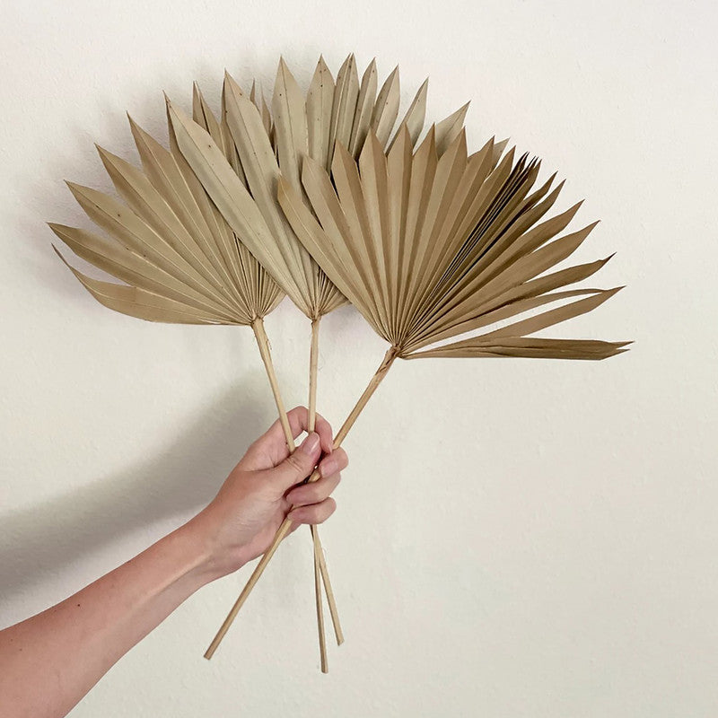 Dried Palm Leaf | 10 Stems