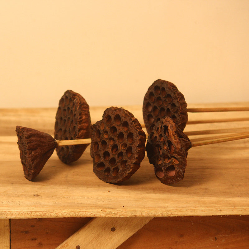 Dried Lotus Pod | Set of 4