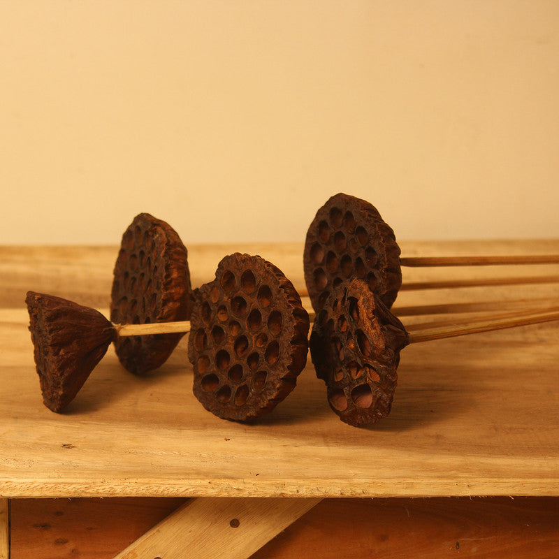 Dried Lotus Pod | Set of 4