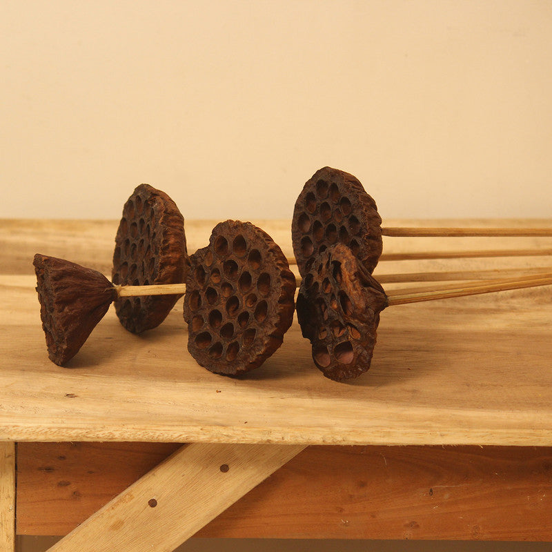 Dried Lotus Pod | Set of 4