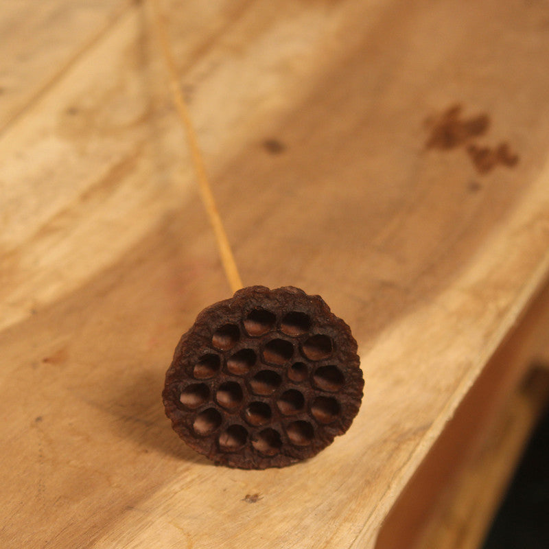 Dried Lotus Pod | Set of 4