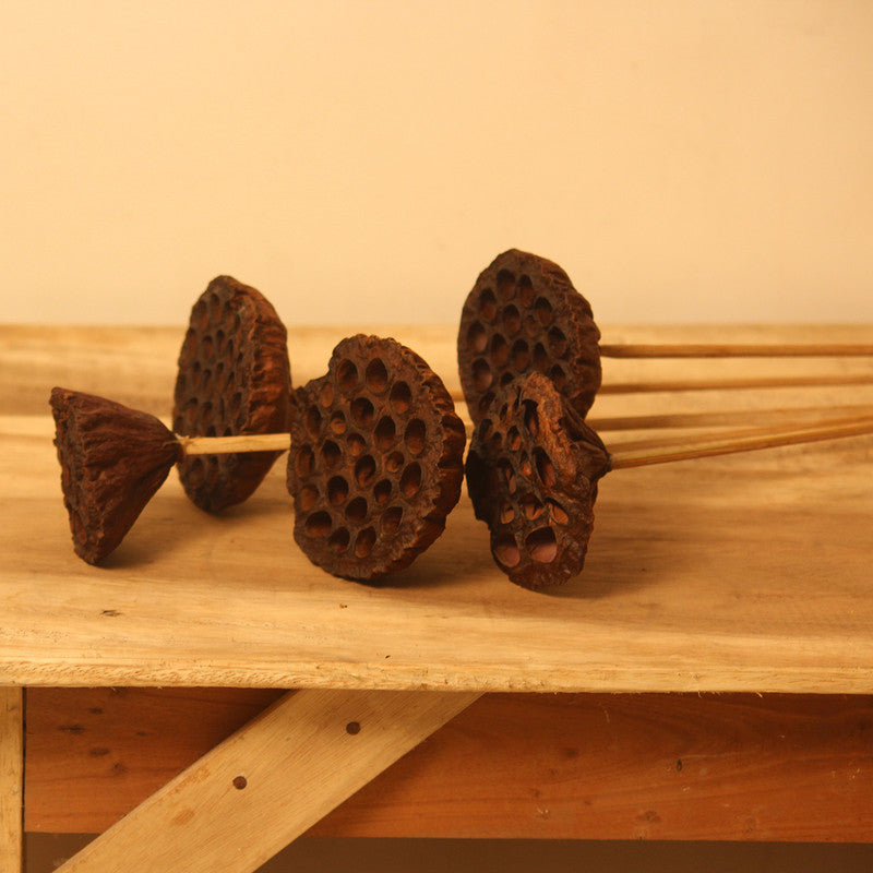 Dried Lotus Pod | Set of 4