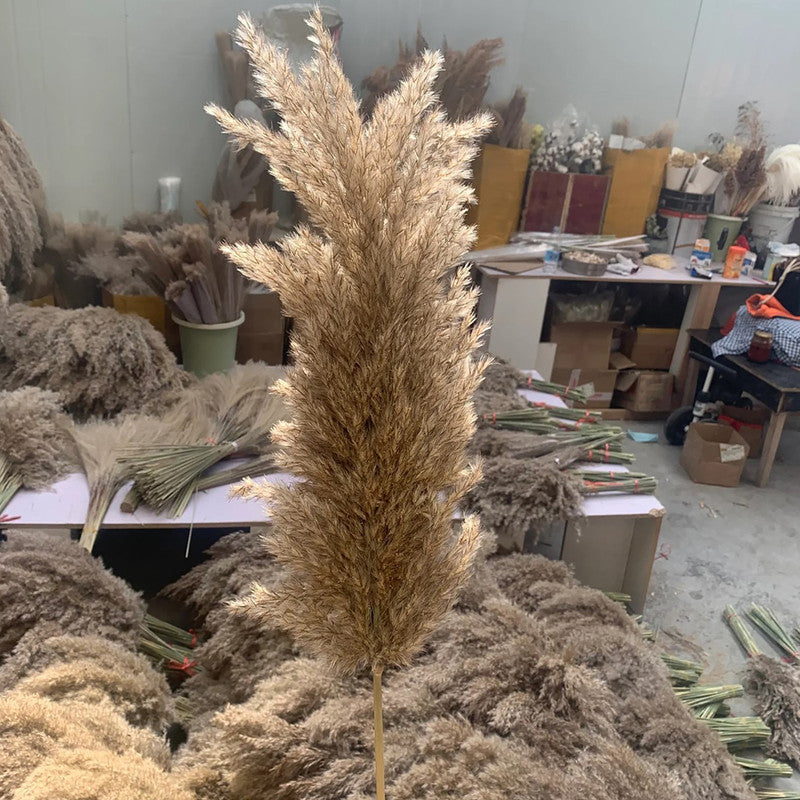 Preserved Pampas Grass | 10 Stems