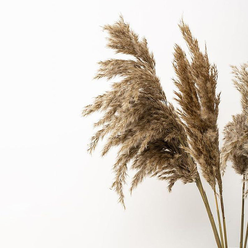 Preserved Pampas Grass | 10 Stems