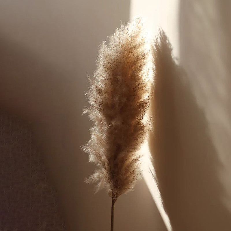 Preserved Pampas Grass | 10 Stems