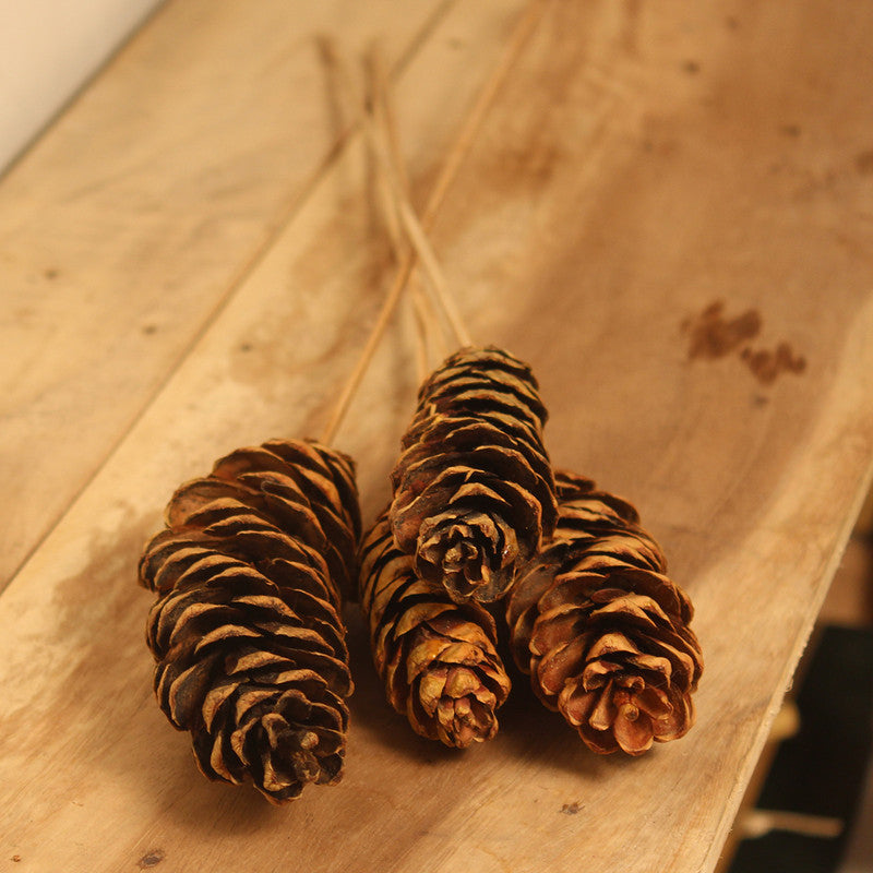 Dried Pine Cone | Set of 4