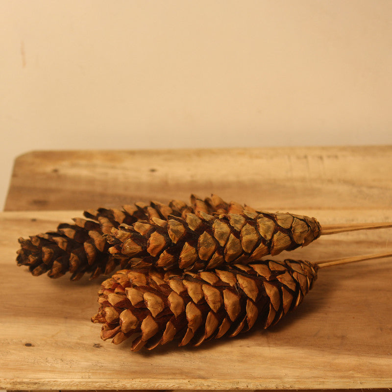 Dried Pine Cone | Set of 4