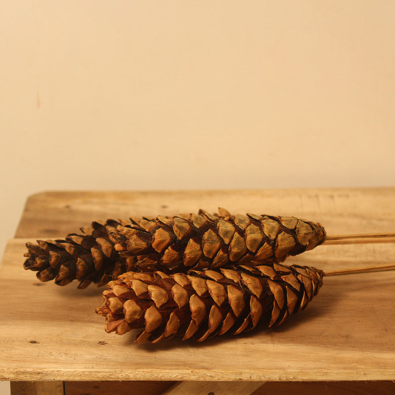 Dried Pine Cone | Set of 4