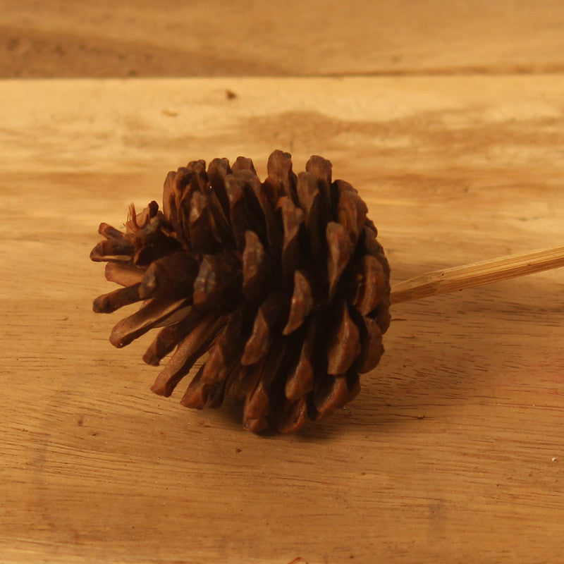 Dried Pine Cone | Set of 6