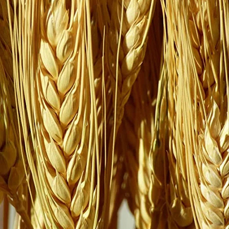 Dried Wheat Stems | Set of 25