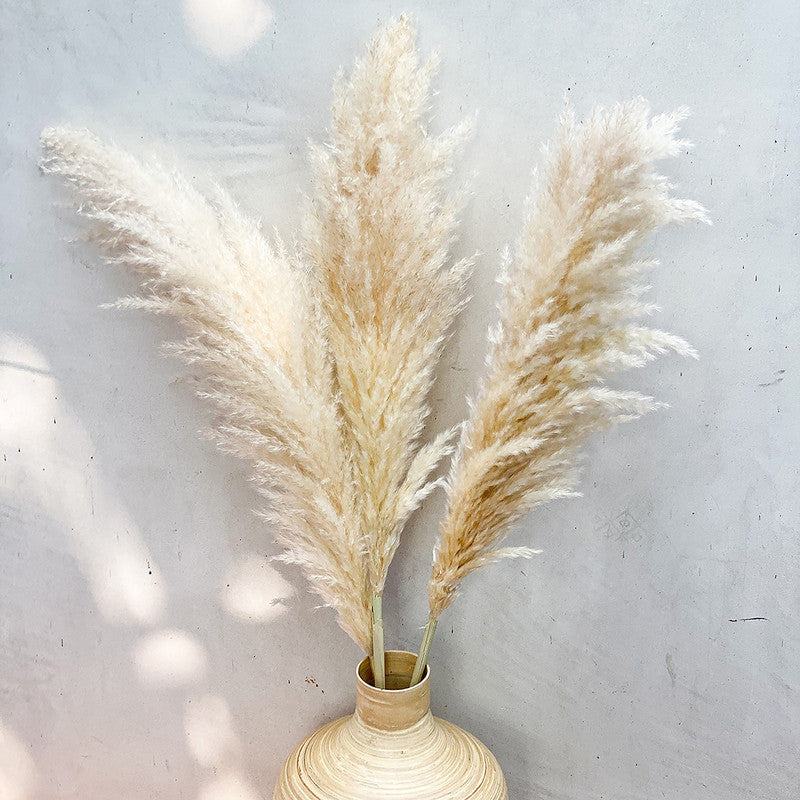 Preserved Pampas Grass| 5 Stems