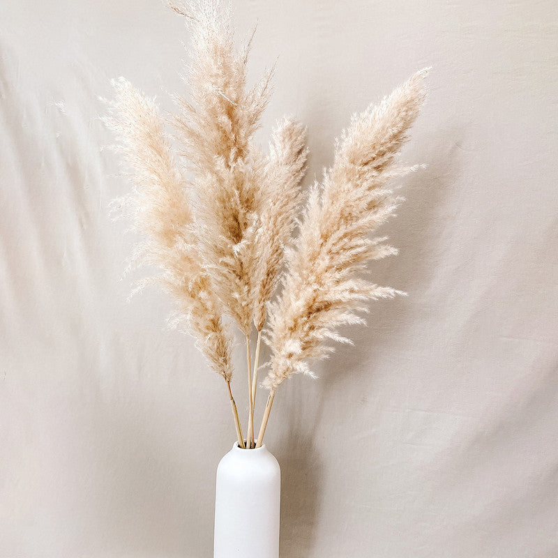 Preserved Pampas Grass| 5 Stems