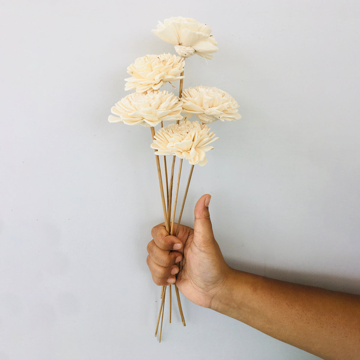 Dried Sola Flowers | Set of 5