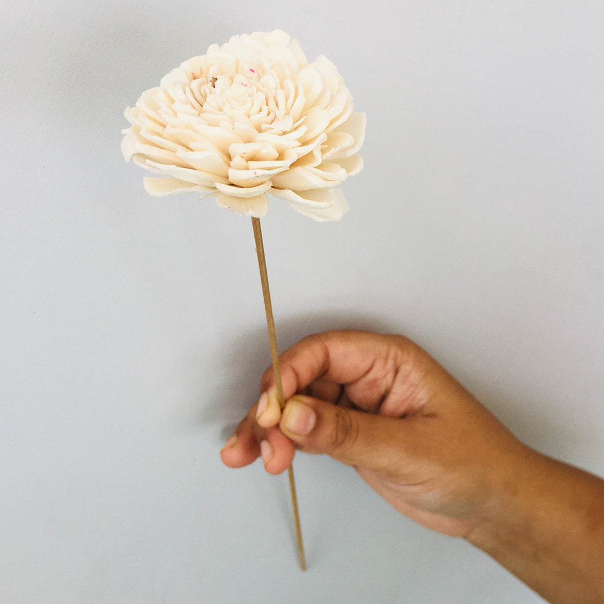 Dried Sola Flowers | Set of 5