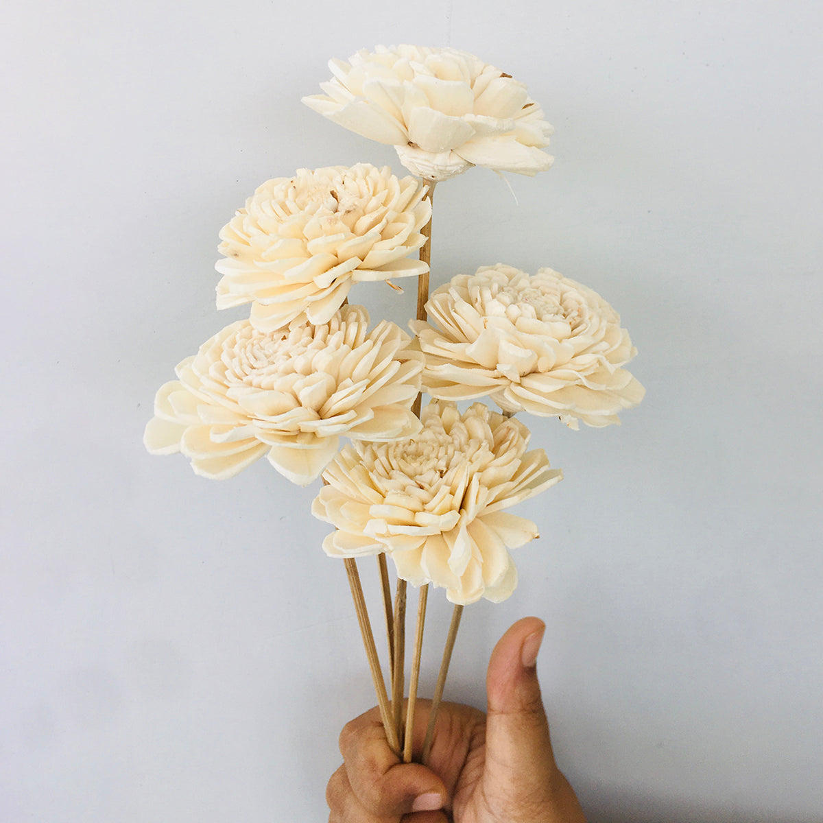 Dried Sola Flowers | Set of 5