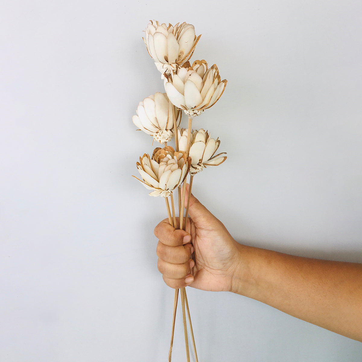 Dried Sola Flowers | Set of 5