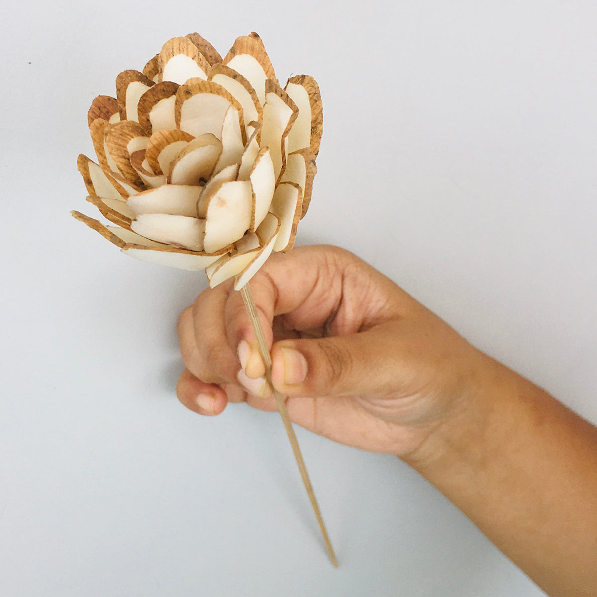 Dried Sola Flowers | Set of 5