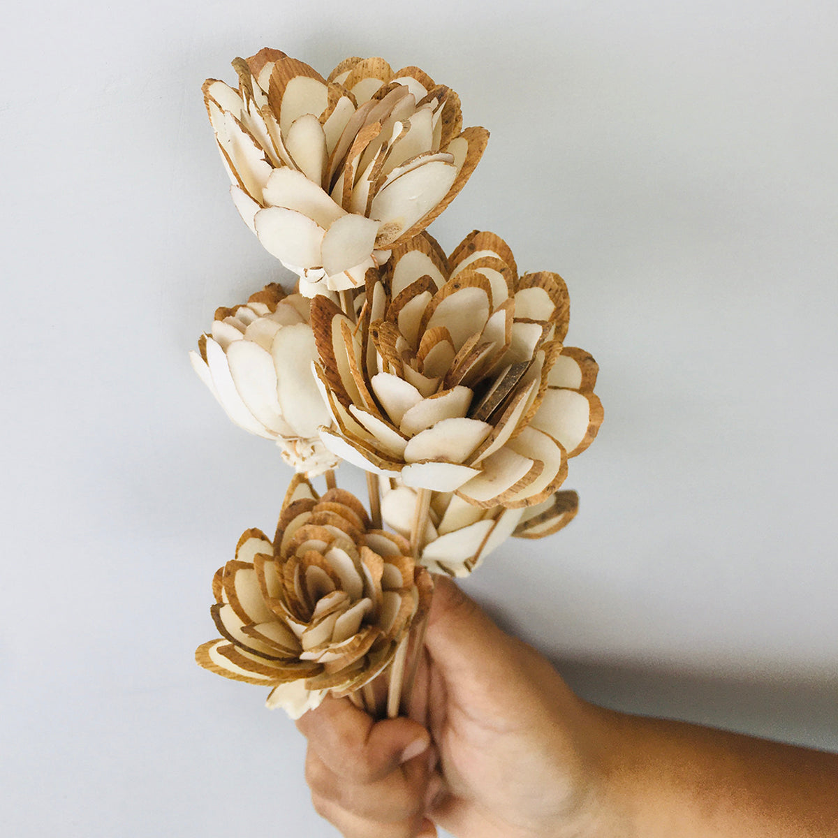 Dried Sola Flowers | Set of 5