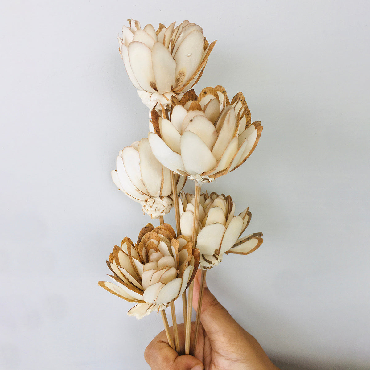 Dried Sola Flowers | Set of 5