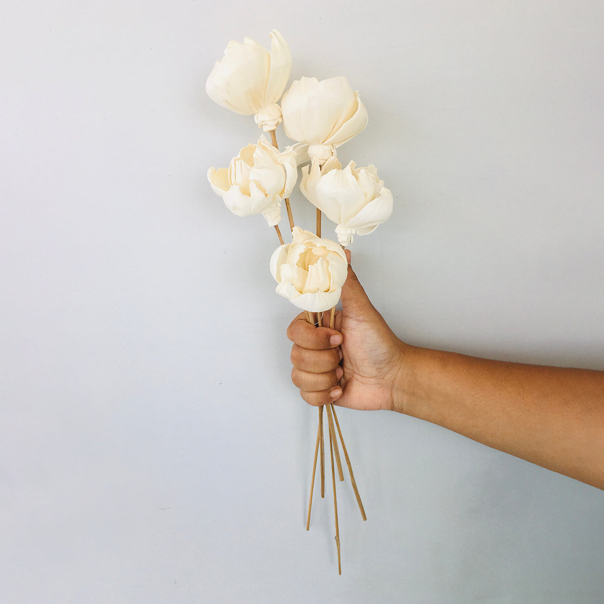 Dried Sola Flowers | Set of 5