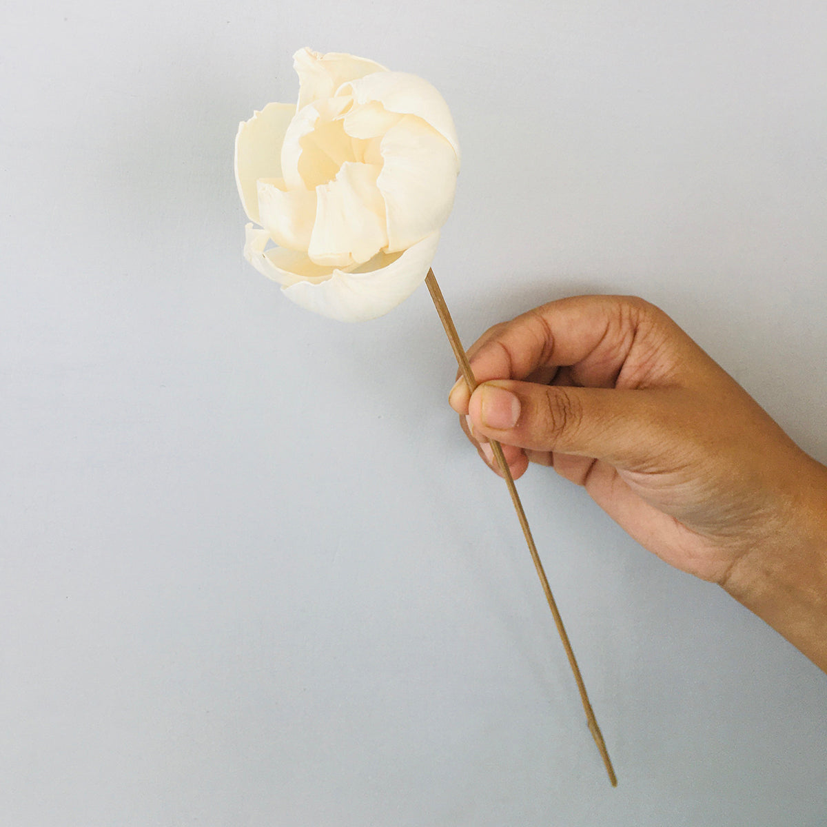 Dried Sola Flowers | Set of 5