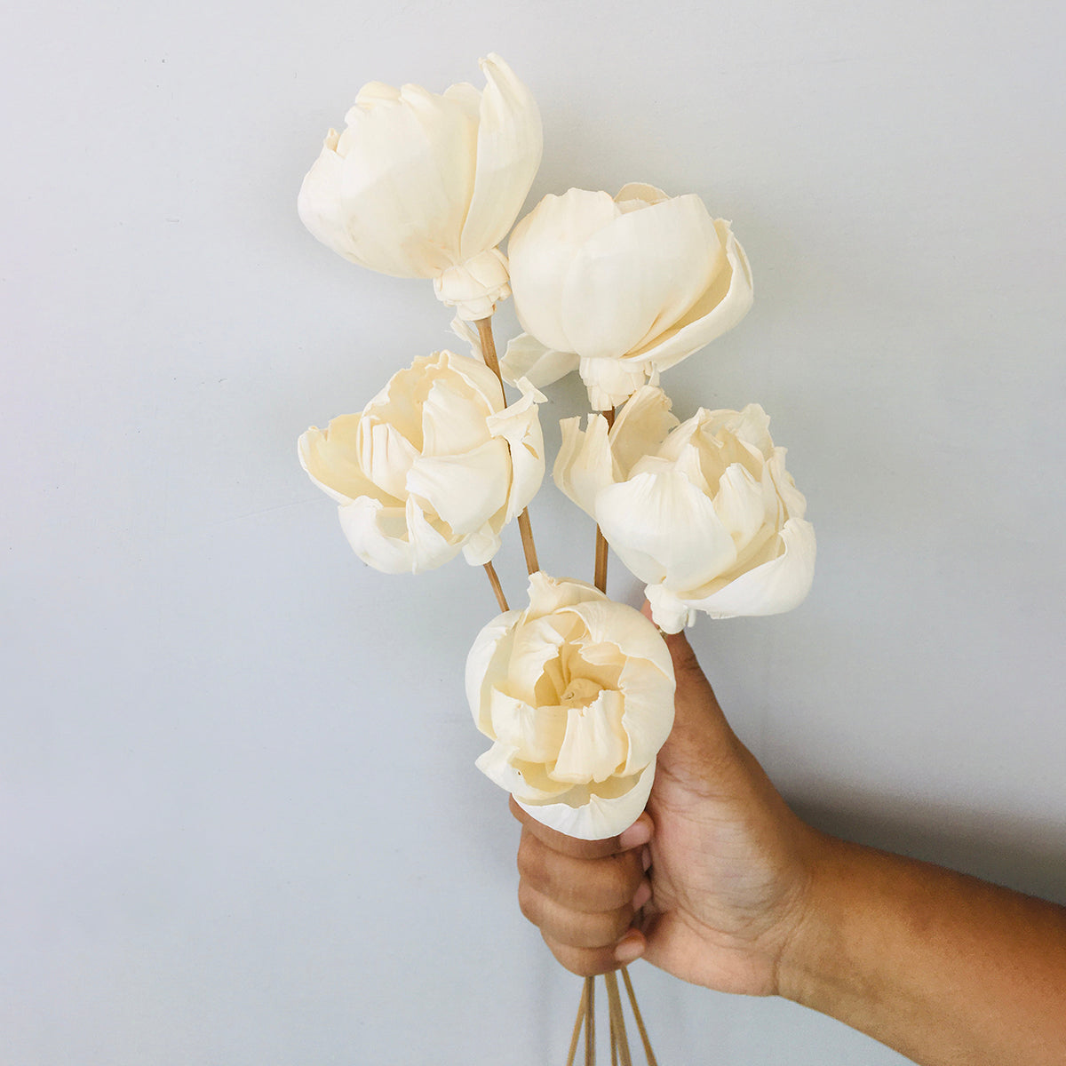 Dried Sola Flowers | Set of 5