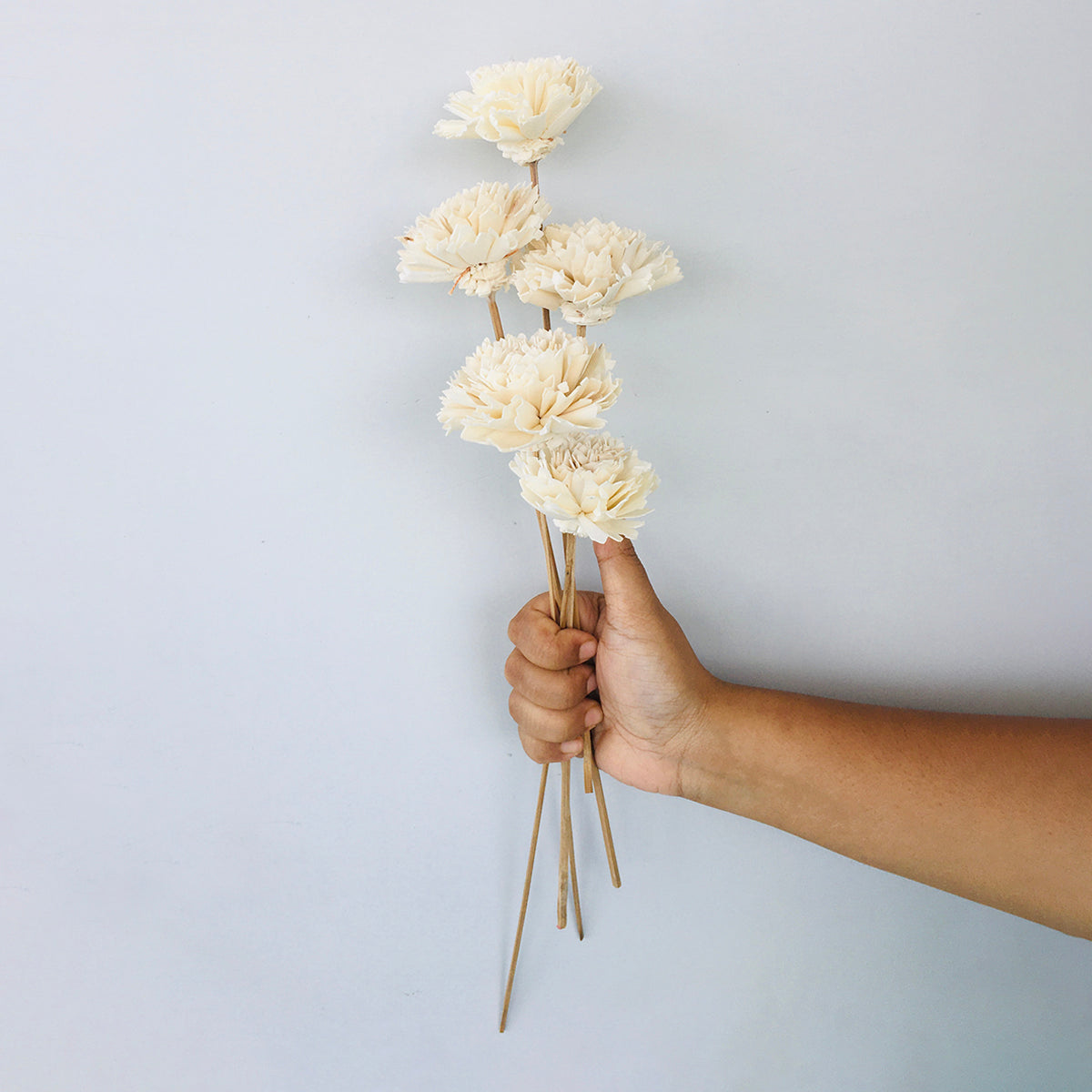 Dried Sola Flowers | Set of 5