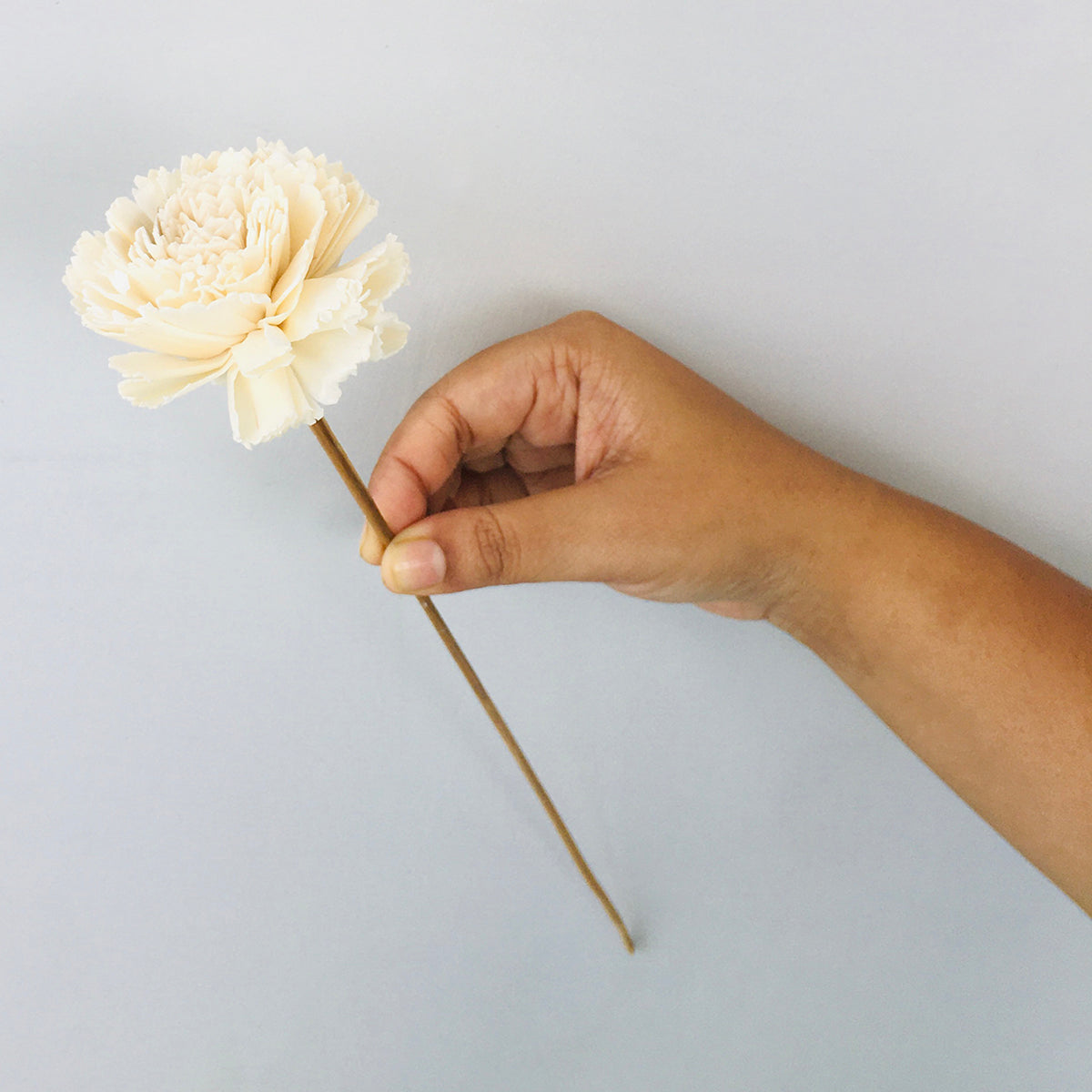 Dried Sola Flowers | Set of 5