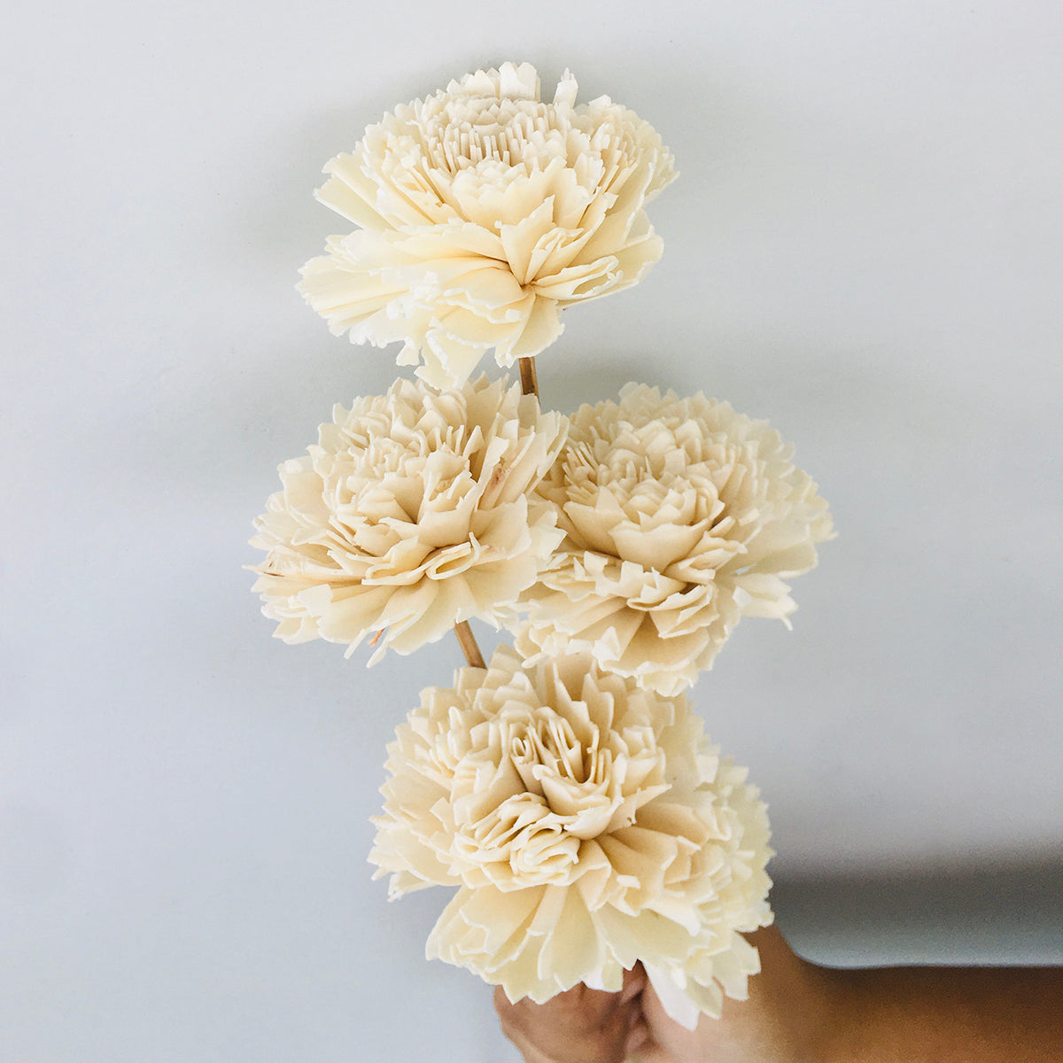 Dried Sola Flowers | Set of 5