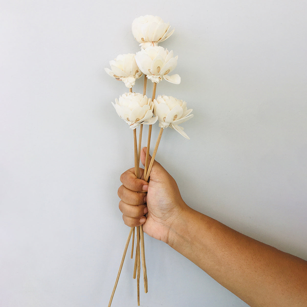 Dried Sola Flowers | Set of 5