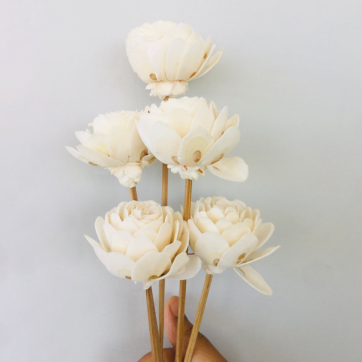 Dried Sola Flowers | Set of 5